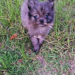 Silva Rose - Blue merle female Pomeranian puppy in Mississippi from Chainbreakerkennels