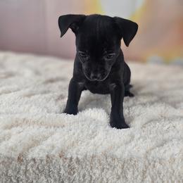 Velvet - Black female Chihuahua puppy in Decatur, Illinois from We R Puppies-Petite Pups