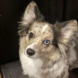 American Corgis from Montgomery Corgis