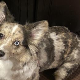 American Corgis from Montgomery Corgis