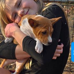 Solo girl 3 - Red and white female Basenji puppy in Caldwell, Texas from Candyce Witte