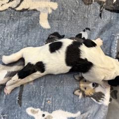 Boy 4 - male Newfypoo puppy in San Antonio, Texas from Mammoth Doodles