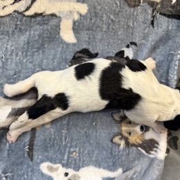 Boy 4 - male Newfypoo puppy in San Antonio, Texas from Mammoth Doodles