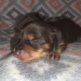 Chocolate and tan - Chocolate and tan female Dachshund puppy in De Beque, Colorado from ITSAR Ranch
