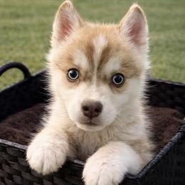 Alice - Wolf sable female Pomsky puppy in Amarillo, Texas from Pom Pom Pomskies