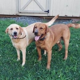 Labrador Retrievers from Garner's Labrador Retrievers