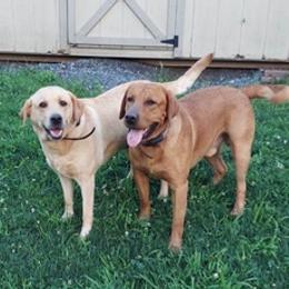 Labrador Retrievers from Garner's Labrador Retrievers