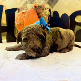 T.J. (F2bb blue boy) - Blue merle male Aussiedoodle puppy in Midlothian, Texas from Gray Doodles