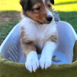 Shetland Sheepdogs from Keri Koch