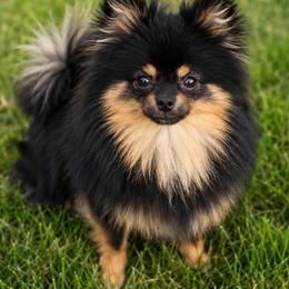 Chia - Black and tan female Pomeranian puppy in Buck Valley, Pennsylvania from Buck Valley Pomeranians