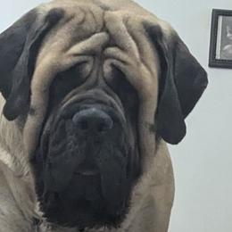 Mastiff puppies from Hug-A-Mug Mastiffs