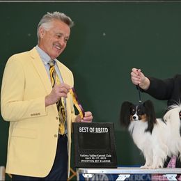 Papillon Puppies from Finale Farm Papillons