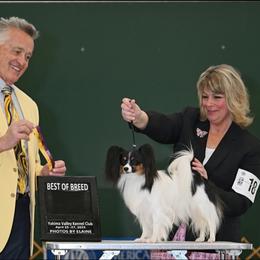 Papillon Puppies from Finale Farm Papillons