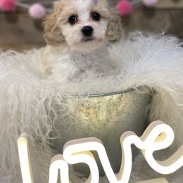 Cavalier King Charles Spaniel and Cavapoo Puppies from K’s Cavys