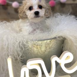 Cavalier King Charles Spaniel and Cavapoo Puppies from K’s Cavys