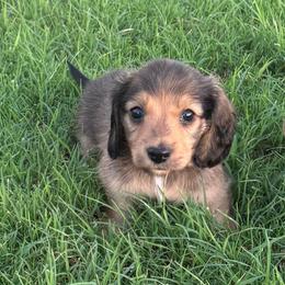 Boy 3 - Cream male Dachshund puppy in Buckeye, Arizona from Ryder's Roundup