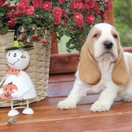 Alan - Lemon and white male Basset Hound puppy in Missouri from Clevenger Farms
