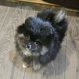 Pomeranian Puppies from Bear Valley Pomeranians