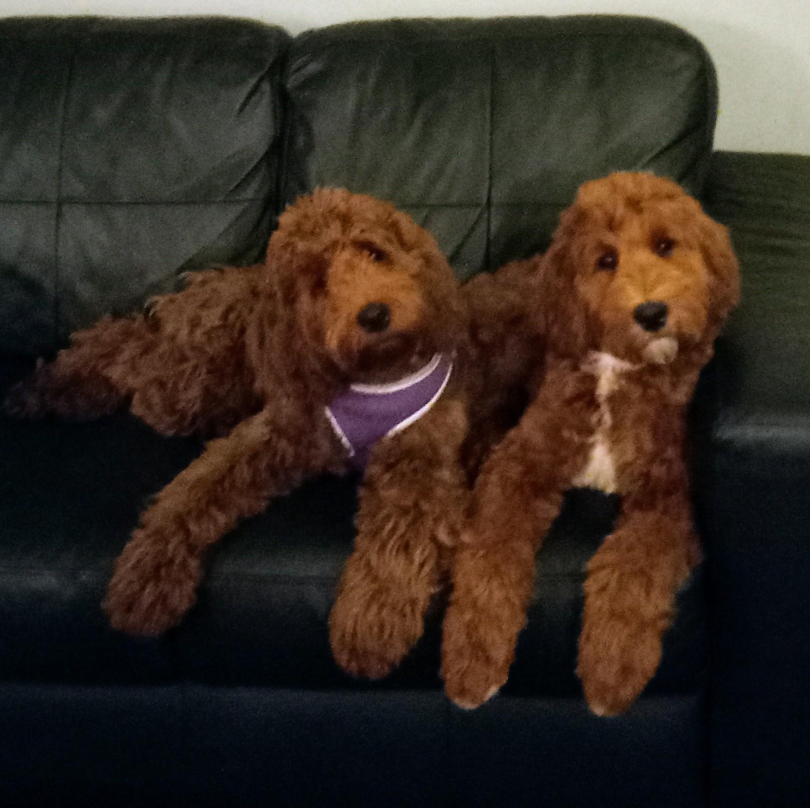 7S Goldendoodles in Tennessee Goldendoodle puppies Good Dog
