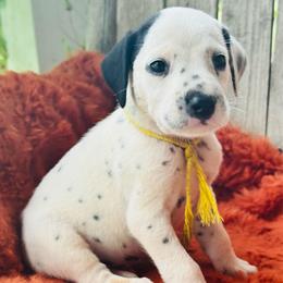 Yellow - White and black male Dalmatian puppy in Westhoff, Texas from Smart Dalmatians (LUA)