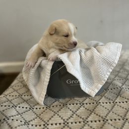 Boy - White male Pomsky puppy in Harpers Ferry, West Virginia from Brandie Kelley