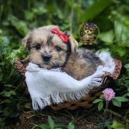 Bramble - Merle female Morkie puppy in Barren Springs, Virginia from Seeking Shalom Acres Maltese, Maltipoos & Havamalts