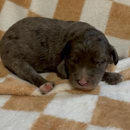 Ben - Blue merle male Bernedoodle puppy in Holden, Missouri from Mid-West Bernedoodles