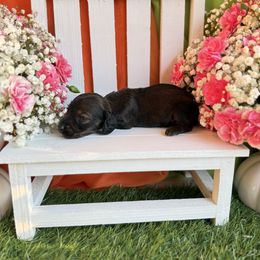 Shaded red - Red male Dachshund puppy in Wills Point, Texas from East Mini Dachshunds Texas