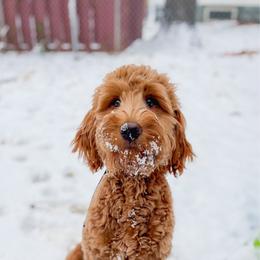 Rue - Goldendoodle