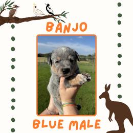 Banjo - Blue male Australian Cattle Dog puppy in Quapaw, Oklahoma from Hudsons Australian Cattle Dogs