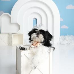 Majesty's Shih Tzu Theo - Black and white male Shih Tzu puppy in Douglas, Massachusetts from Majesty’s Shih Tzus