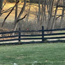 German Shepherd Puppies from Golden Ridge