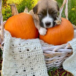 Caucasian Shepherd Dog, Labradoodle, and Saint Bernard Puppies from Blue Line Kennels