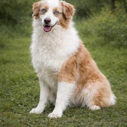 Scooter - Miniature Australian Shepherd