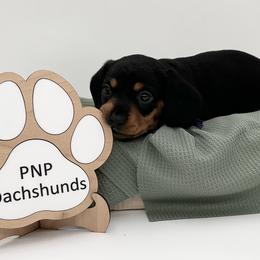 Kimi - Black and tan female Dachshund puppy in Ben Wheeler, Texas from P&P Dachshunds
