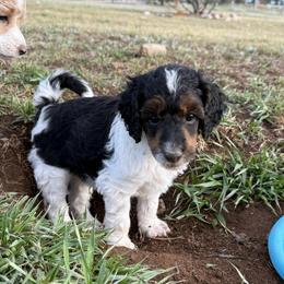 Clover - Parti male Poodle puppy in Peyton, Colorado from Fuzzybottoms Ranch LLC