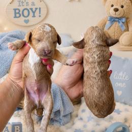 Boy 4 - Apricot male Poodle puppy in Calimesa, California from Teakwoodpoodleofsocal