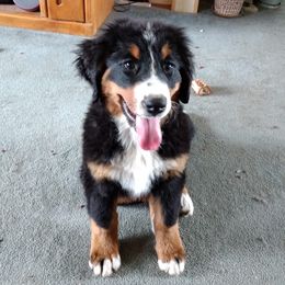 Bernese Mountain Dogs from Mistylane Kennels