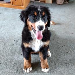 Bernese Mountain Dogs from Mistylane Kennels