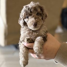 Reeses - Merle female Labradoodle puppy in Brownsville, Texas from The Doodle Crew