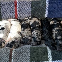 Labradoodle Puppies from Stephanie Roberts