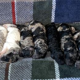 Labradoodle Puppies from Stephanie Roberts