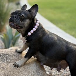 Marie Mullins - French Bulldog