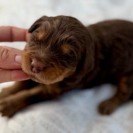 Green collar boy - Phantom male Bernedoodle puppy in Colorado Springs, Colorado from Mercy Mountain Bernedoodles