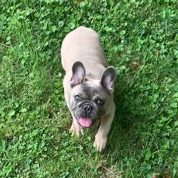 French Bulldogs from Kollectibull Kennel
