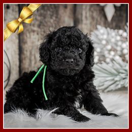 Klinger - Black male Cockapoo puppy in Connersville, Indiana from Deaz Doodle Ranch