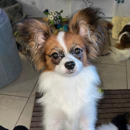 Cinnamon - Papillon