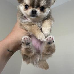 Chihuahua Puppies from Stardom Chihuahuas