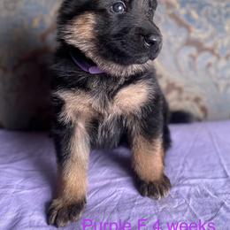 Purple collar girl - Black and red female German Shepherd puppy in Coleta, Illinois from Four Leaf Farm- Vom Vierblättriges Bauernhof