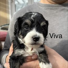Viva - Tri-color female Bernedoodle puppy in Eagle Mountain, Utah from Liberty Farms Puppies
